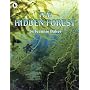 The Hidden Forest