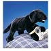 Folkmanis Puppet Black Lab Puppy