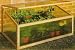 Haxnicks Outdoor Solid Oak Cold Frame