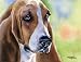 Basset Hound Dog Art Print Signed by Artist DJ Rogers