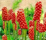 Arum of Italy 10 Seeds - Arum italicum - Enticing!