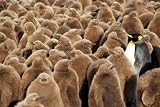 Young King Penguins under Guard ... - 72