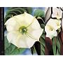 Georgia O'Keeffe: One Hundred Flowers (Phaidon Miniature Editions)