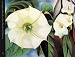 Georgia O'Keeffe: One Hundred Flowers (Phaidon Miniature Editions)