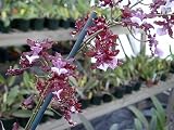 Large Sharry Baby, the Chocolate Orchid, blooming size