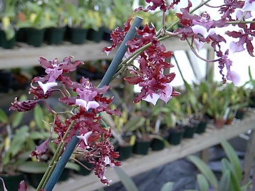 Mature Sharry Baby, the Chocolate Orchid, in spike now