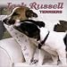 Book Jack Russell Terriers 2004 Calendar