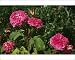 Photographic Prints of Rose - Little Gem from Ardea Wildlife Pets