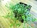 Baby's Tears Plant