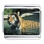 Tiger In Water