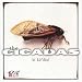 The Cicadas