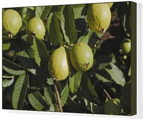 Canvas Artwork of WAT-13038 Guava - fruit