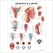Pharynx & Larynx Anatomical Chart 20