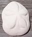 Large Sea Biscuit Sand Dollar Nautical Beach Seashell