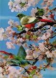 3D Lenticular POSTCARD - BRDS / OISEAU