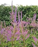 Review Crocus  / Veronicastrum virginicum Temptation