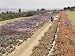 Fields of Flowers Cover the Grounds Outside of Downtown Pretoria Photographic Poster Print by W. Robert Moore, 18x24