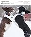 Dog Gallery 2015 Calendar