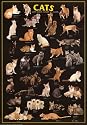 Cats Poster (#50)