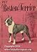boston terrier - Pet Boston Terrier