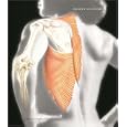 Human Anatomy with Clinical Issues in Anatomy plus Access to the Anatomy and Physiology Place... by  Frederic H. Martini, Michael J. Timmons, and Robert B. Tallitsch
