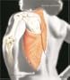 Human Anatomy, 5th Edition