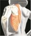 Human Anatomy with Clinical Issues in Anatomy plus Access to the Anatomy & Physiology Place Companion Wedsite and Anatomy360 CD-ROM (5th Edition) by Frederic H. Martini ISBN 0805372105