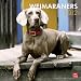 Weimaraners 2012 Square 12X12 Wall Calendar (Multilingual Edition)