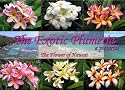 The Exotic Plumeria: A Pictorial: The Flower of Hawaii: 1