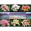 The Exotic Plumeria, a pictorial, Volume 1