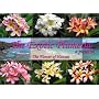 The Exotic Plumeria, a pictorial, Volume 1