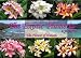 The Exotic Plumeria: A Pictorial: The Flower of Hawaii: 1