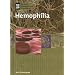 Hemophilia (Genetic Diseases)