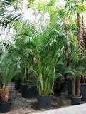 Eigenschaften Terrapalme  / Areca (chrysalidoc.) lutescens - Goldblattpalme Topfbreite 70 cm / Pflanzenhöhe 380 cm mit Topf