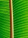 The Blacklit Veins of a Banana Leaf, Genus Musa, Family Musaceae Photographic Poster Print by Jason Edwards, 12x16