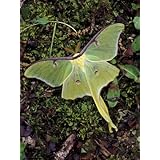 Male Luna Moth Photographic Poster Print by Adam Jones, 24x32