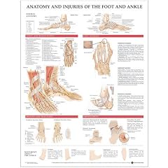Anatomy and Injuries of the Foot and Ankle Anatomical Chart