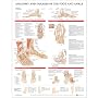 Anatomy and Injuries of the Foot and Ankle Anatomical Chart