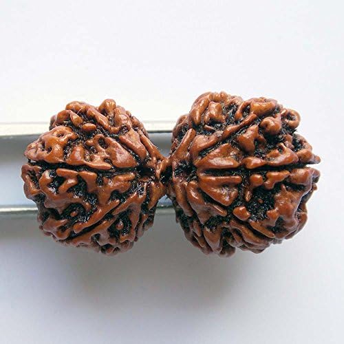 10 Mukhi Gauri Shankar Rudraksha NEPAL Certified 36.23mm | COLLECTOR 6.67gms Nepali Rudraksh Bead