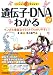 遺伝子・ＤＮＡがわかる (ファーストブック)