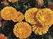 High Angle View of Pot Marigold Flowers (Calendula Officinalis) Photographic Poster Print by A. Moreschi, 40x30