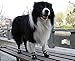 Colorful House Dog Shoes Water Resistant Dog Boots Rugged Anti-Slip Sole Winter Shoes for Dogs 4Pcs