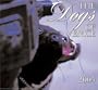 The Dogs of Venice