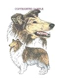 Collie - Double Image by Cindy Farmer