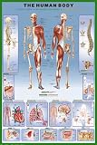 Human Body Education Poster Print, 24x36