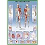 Human Body Education Poster Print, 24x36