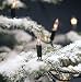 240 Clear Indoor or Outdoor Festive Tree Lights Konstsmide