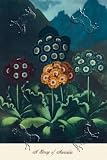 Art Poster, A Group of Auricles - 18.75 x 27.5