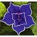 Picotee Blue Morning Glory 10 Seeds