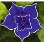 Picotee Blue Morning Glory 10 Seeds
